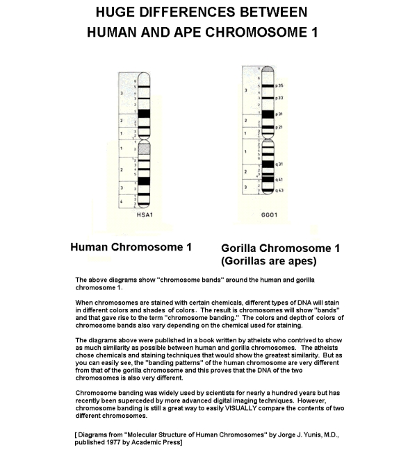 chromosomes small